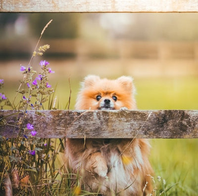 Pomeranian Puppies for Sale Sydney NSW