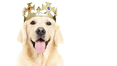 26 reasons to celebrate World Dog Day this August 26th!