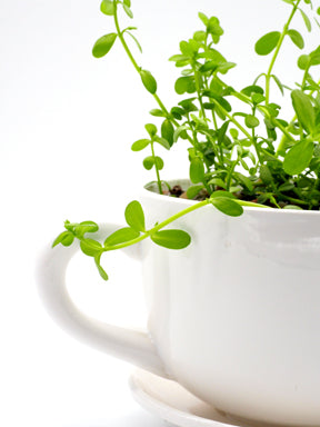 Finally a plant that you can’t over water!