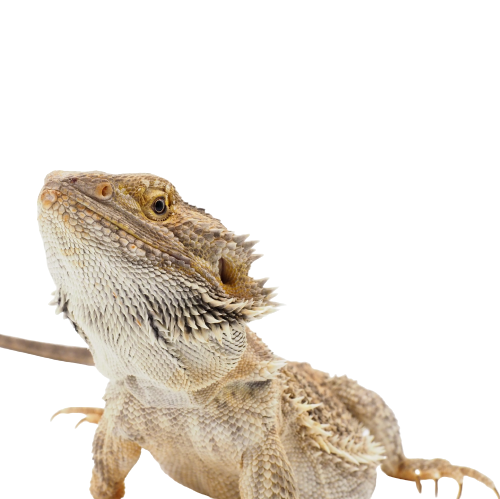 Water conditioner 2024 for bearded dragon