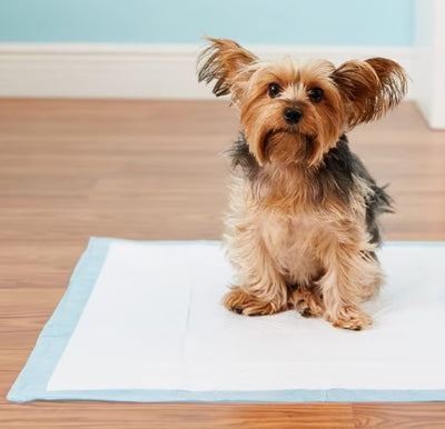 Say Goodbye to Accidents: Expert Tips for Effective Puppy Toilet Training
