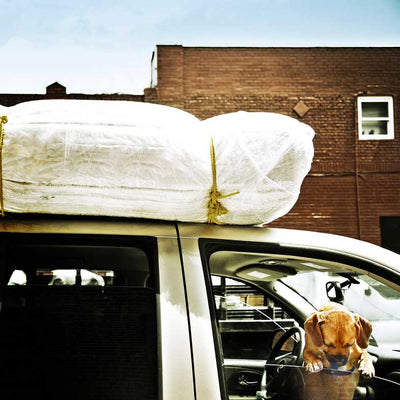 Traveling with dogs - how to overcome motion sickness