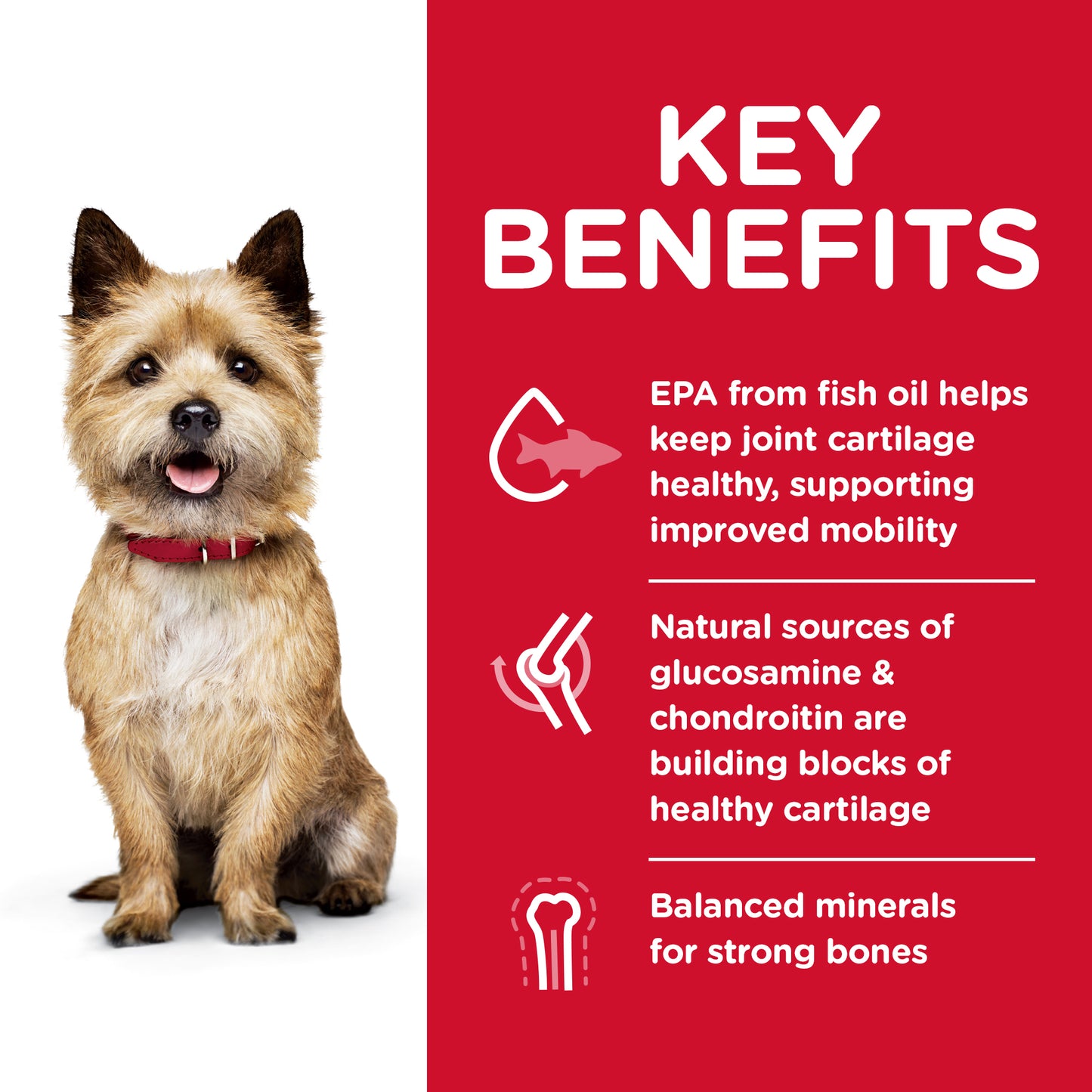 Science Diet Dog Healthy Mobility Small Bites 1.81kg