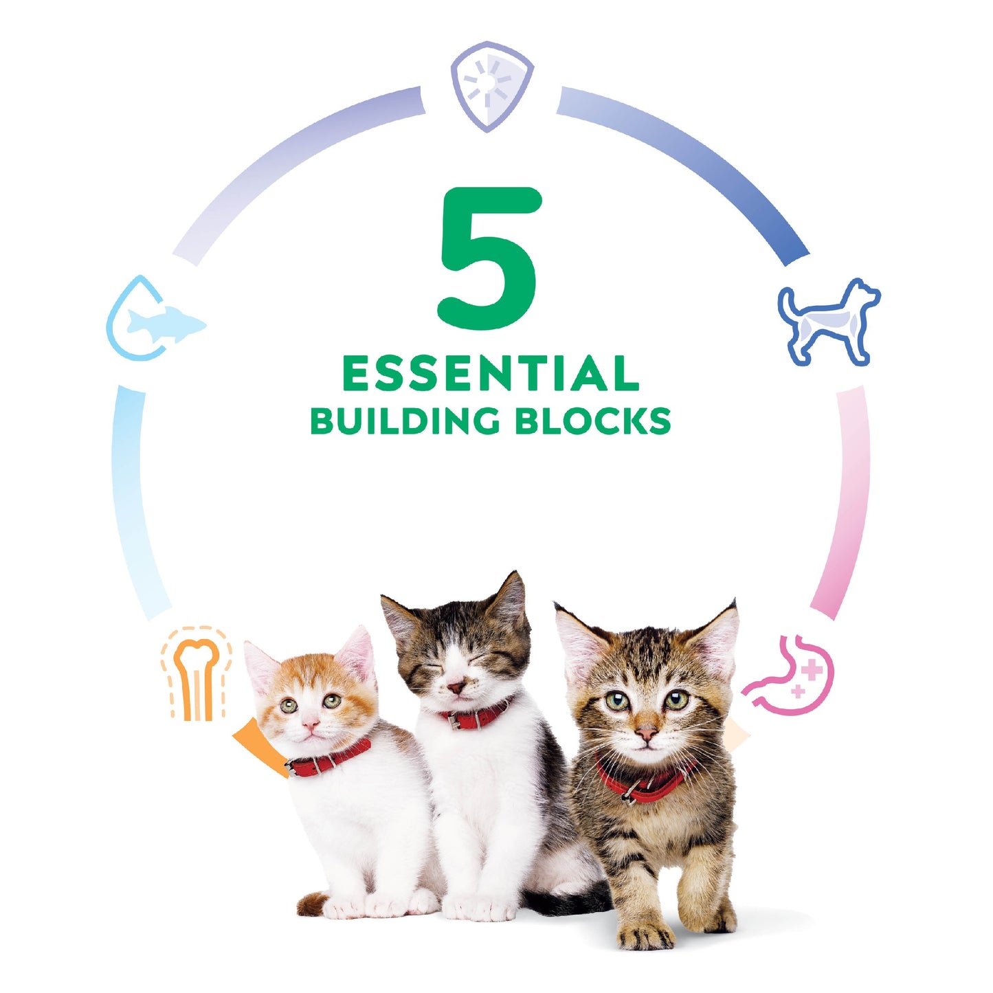 Science Diet Cat Kitten 4kg