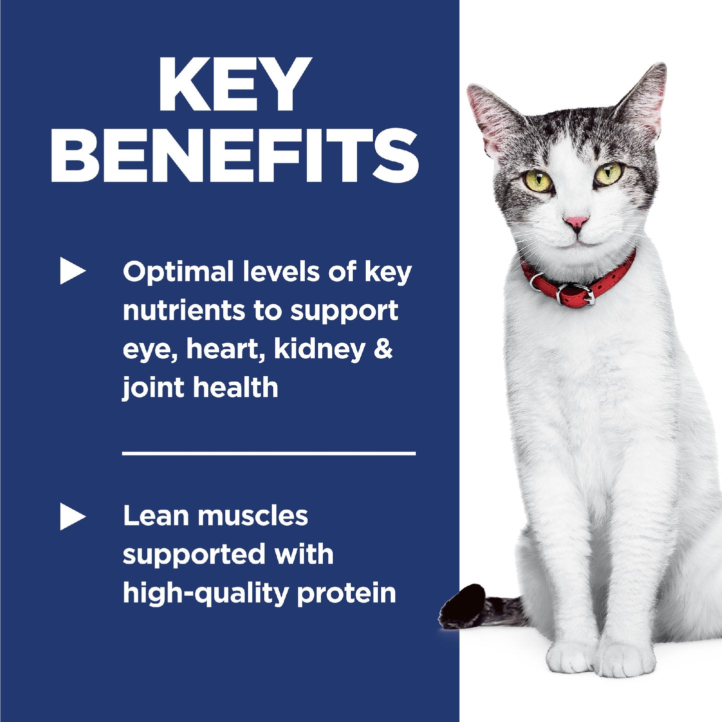 Science Diet Cat Adult 11+ 1.5kg