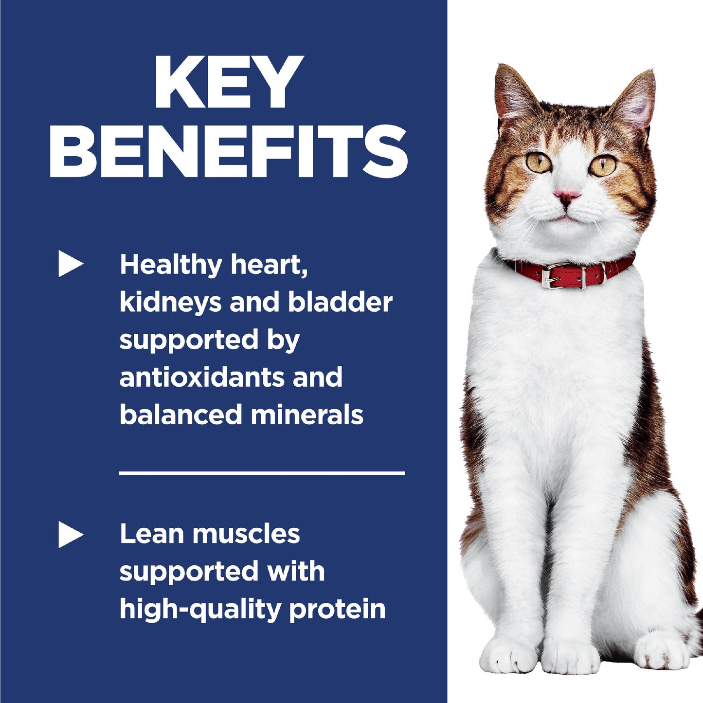 Science Diet Cat Adult 7+ 1.5kg