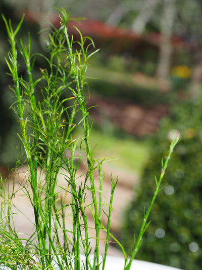 12cm (Baloskion tetraphyllus) Tassel Cord rush with floating ring