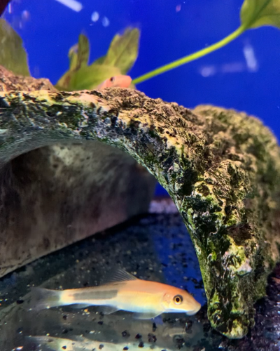 Assorted Sucking Catfish