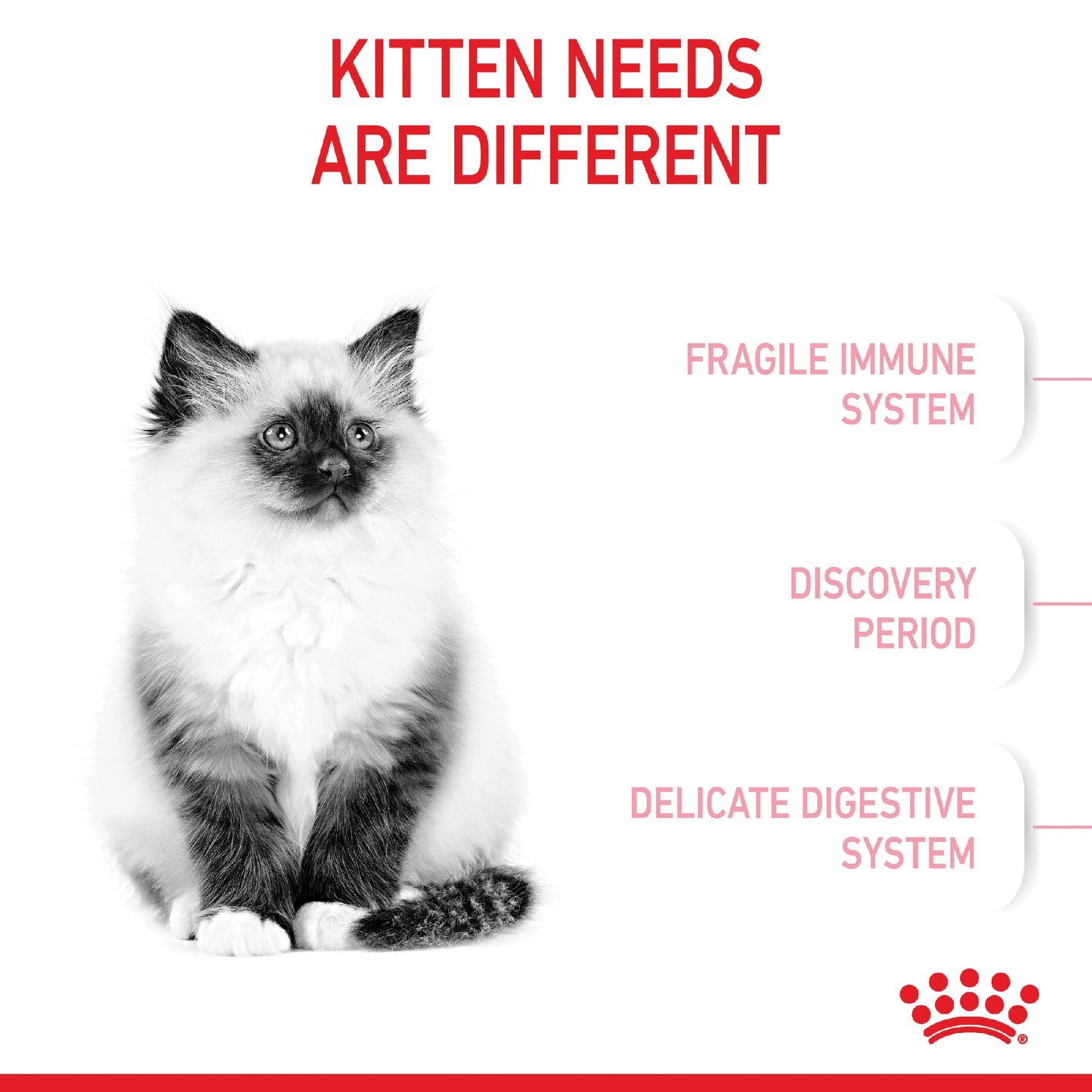 Royal Canin Cat Kitten 2kg