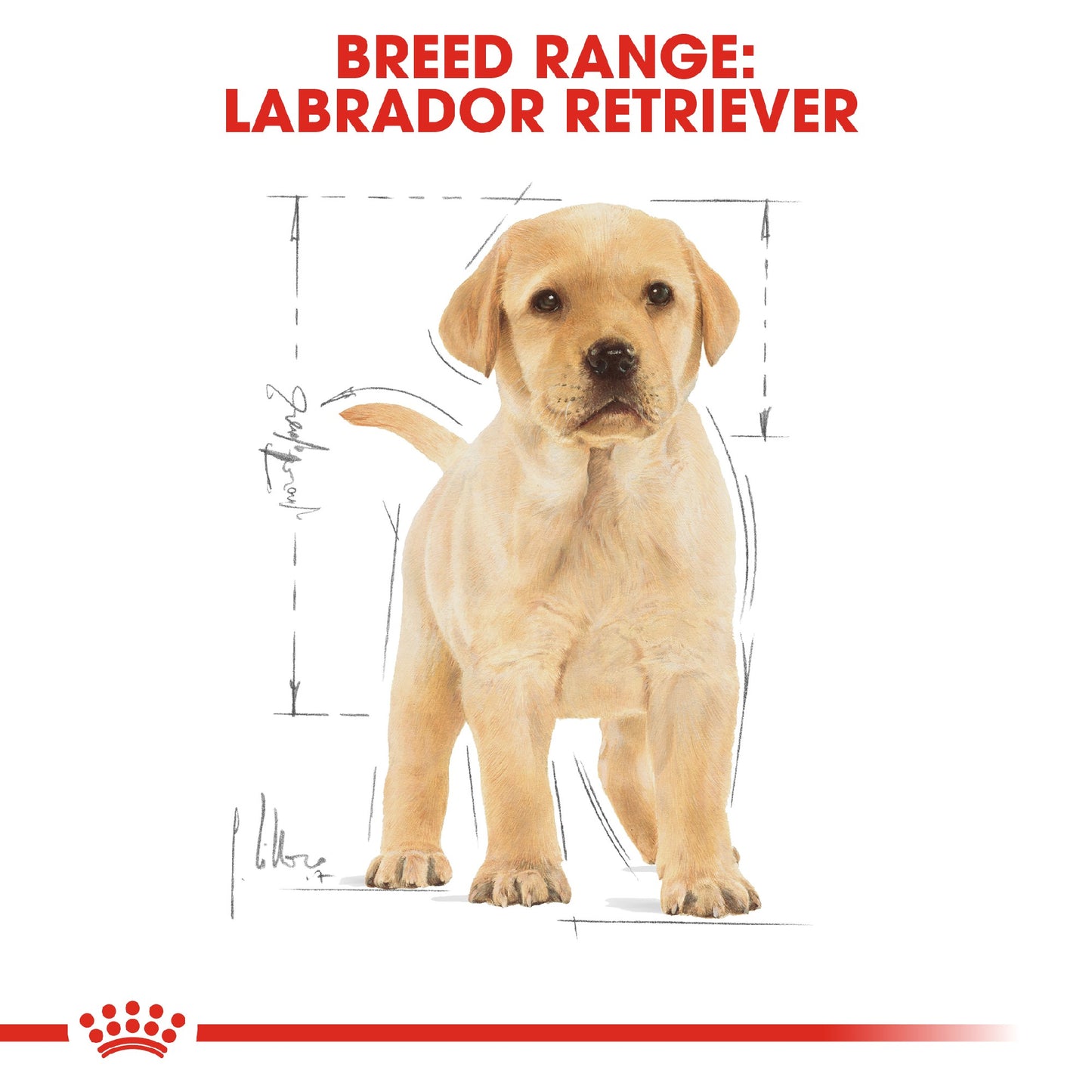 Royal Canin Dog Labrador Puppy 12kg