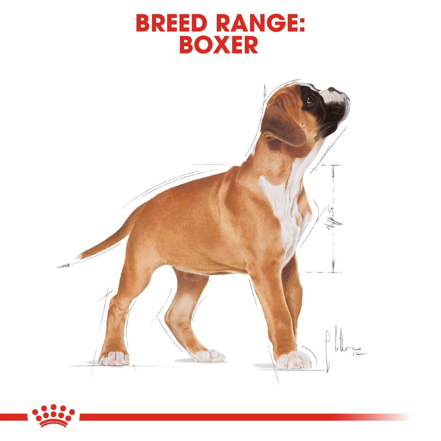 Royal Canin Dog Boxer Junior 12KG
