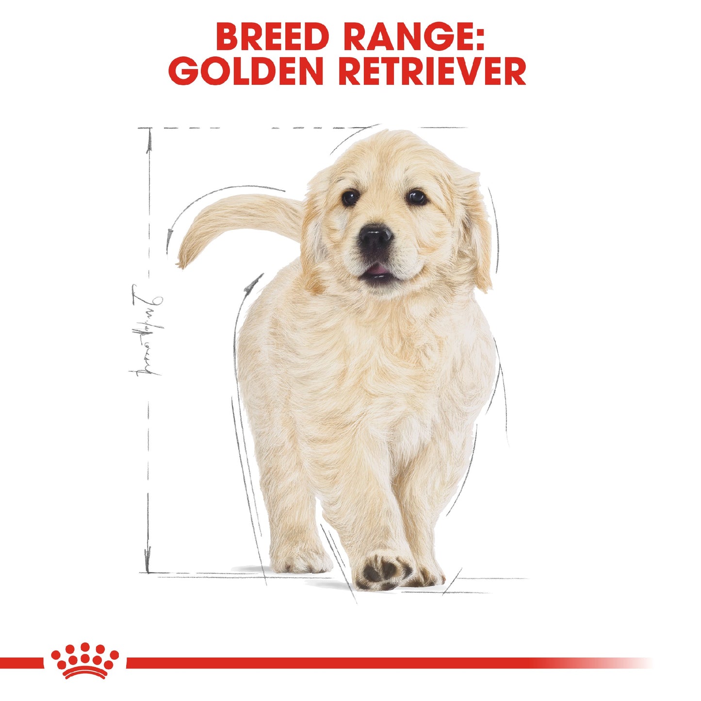 Royal Canin Dog Golden Retriever Puppy 12kg