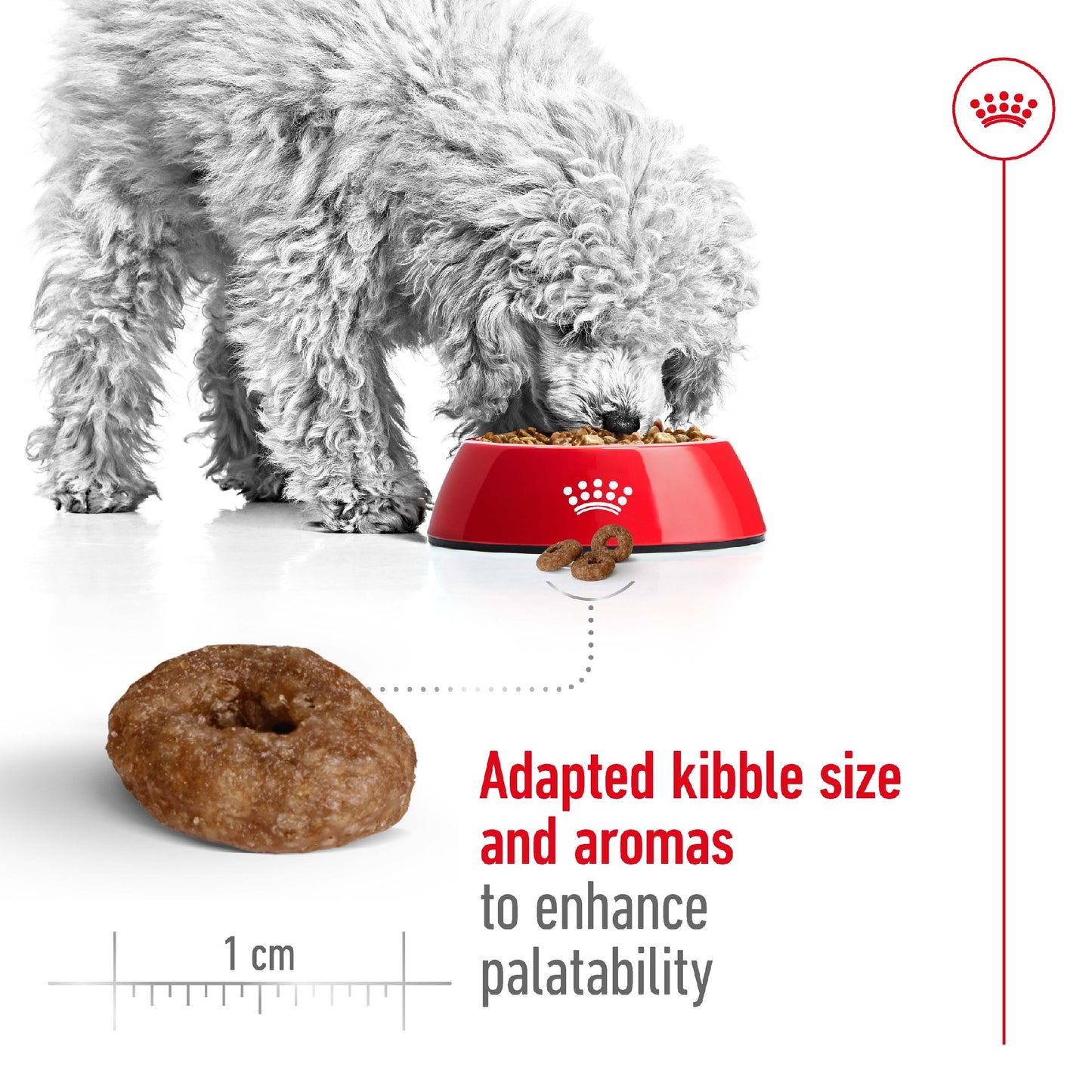 Royal Canin Dog Mini Ageing 12+ 1.5kg