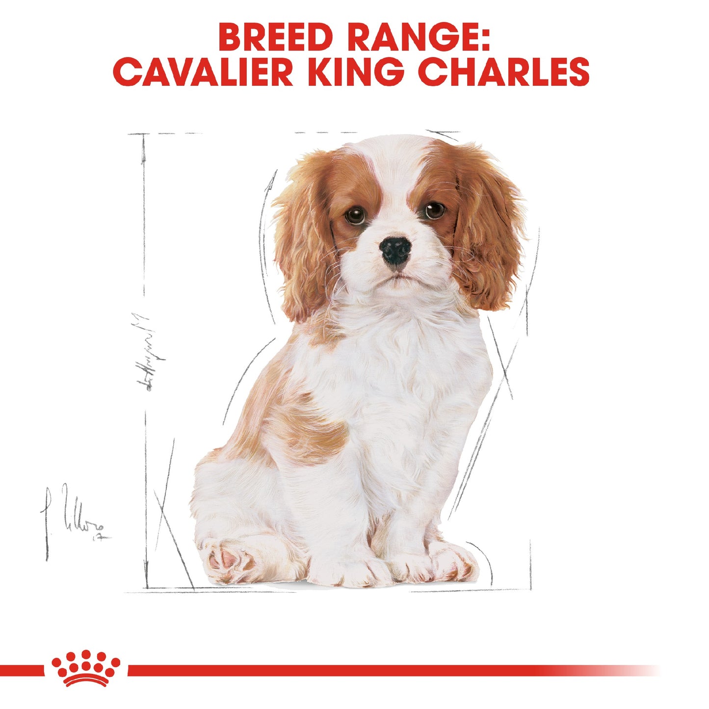 Royal Canin Dog Cavalier King Charles Puppy 1.5kg