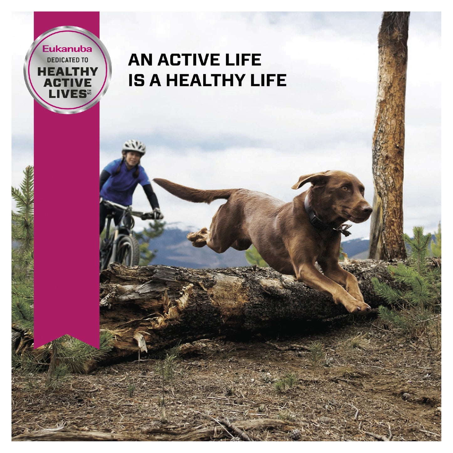 Eukanuba Dog Large Breed Senior 14kg