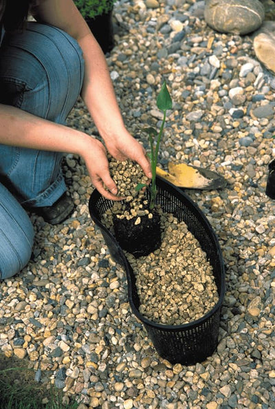OASE Kidney Plant Basket