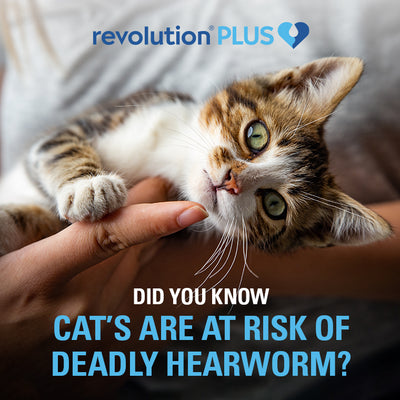 Revolution PLUS Kitten 1.25-2.5kg 3s