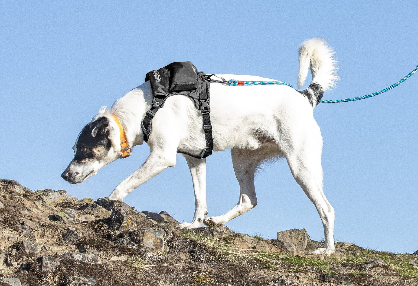 Stash & Dash Harness Medium