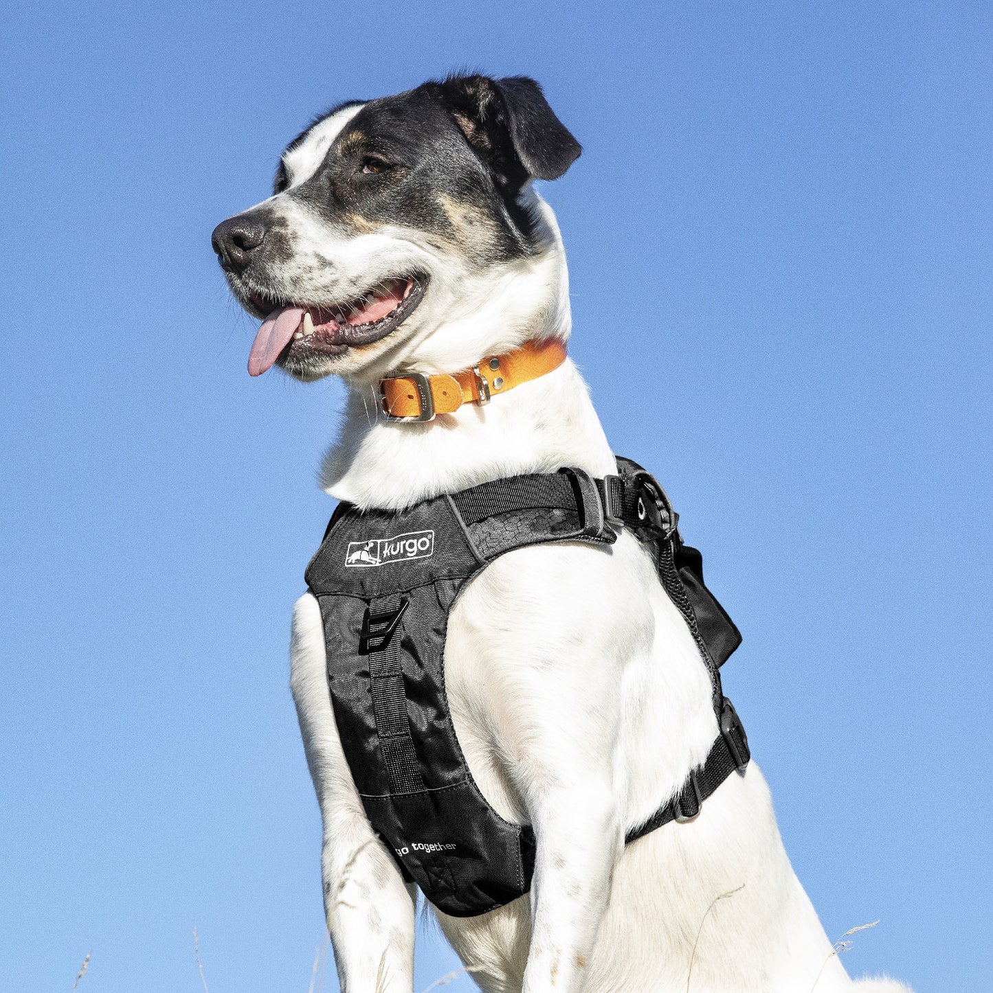 Stash & Dash Harness Medium