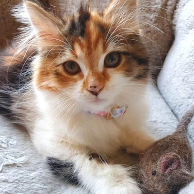 Pryde Pets Handmade Felt Mouse Toy Brown