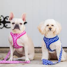 Dogue Geometric Harness Blue Medium