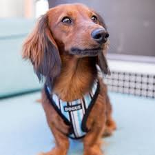 Dogue Striped Harness Blue/Black Large