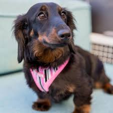 Dogue Striped Harness Pink/Black Large