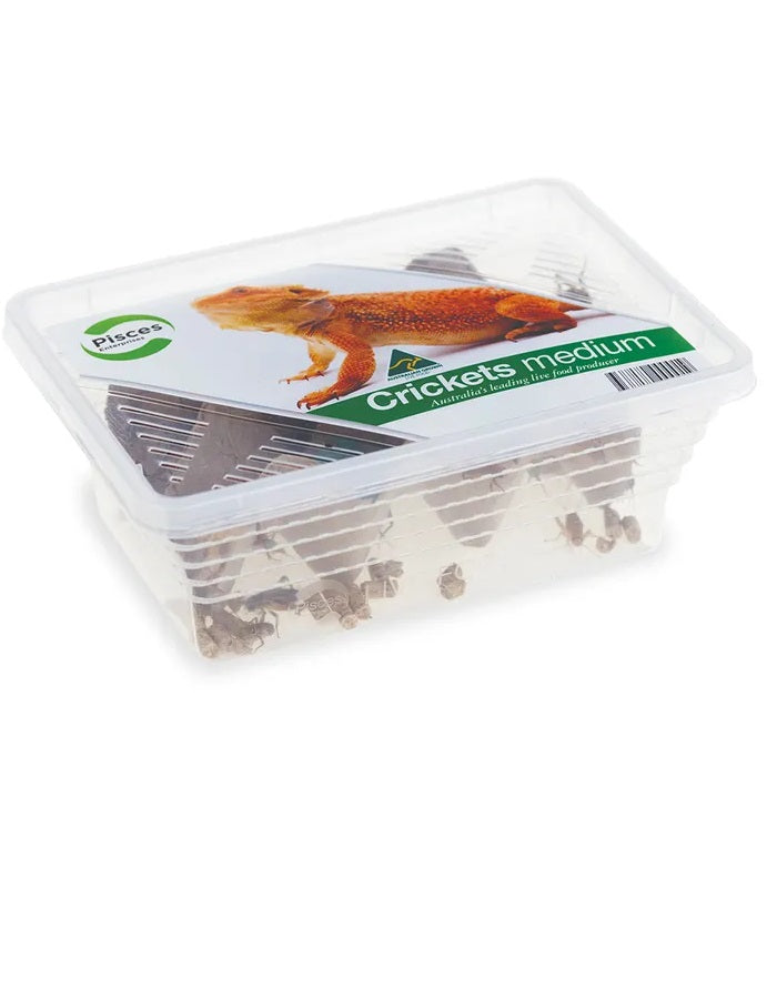 Pisces Crickets medium