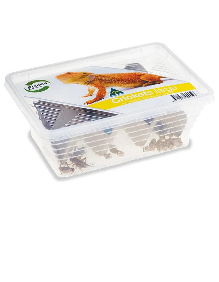 Pisces Crickets large *In store pick up*