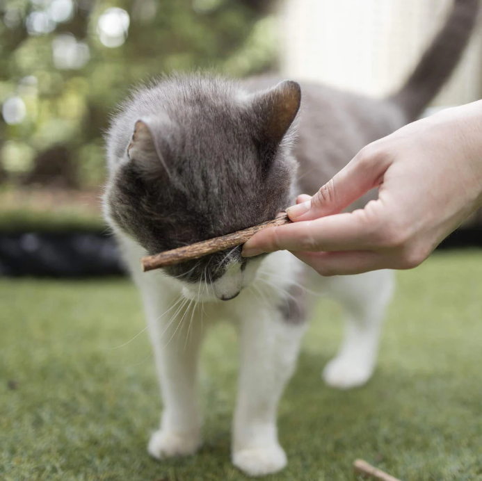 Kazoo Kitty Silvervine Den