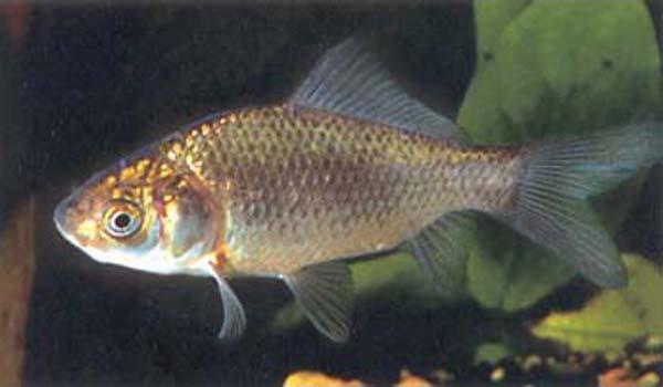 Uncoloured Goldfish 5cm