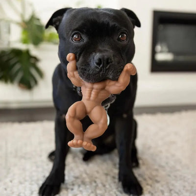 Staffy Schwarzenegger