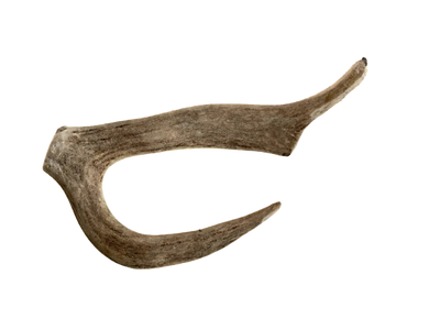 The Pawfect Butcher Whole Medium Antlers