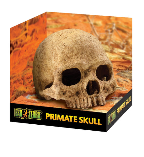 Exo Terra Primate Skull Ornament