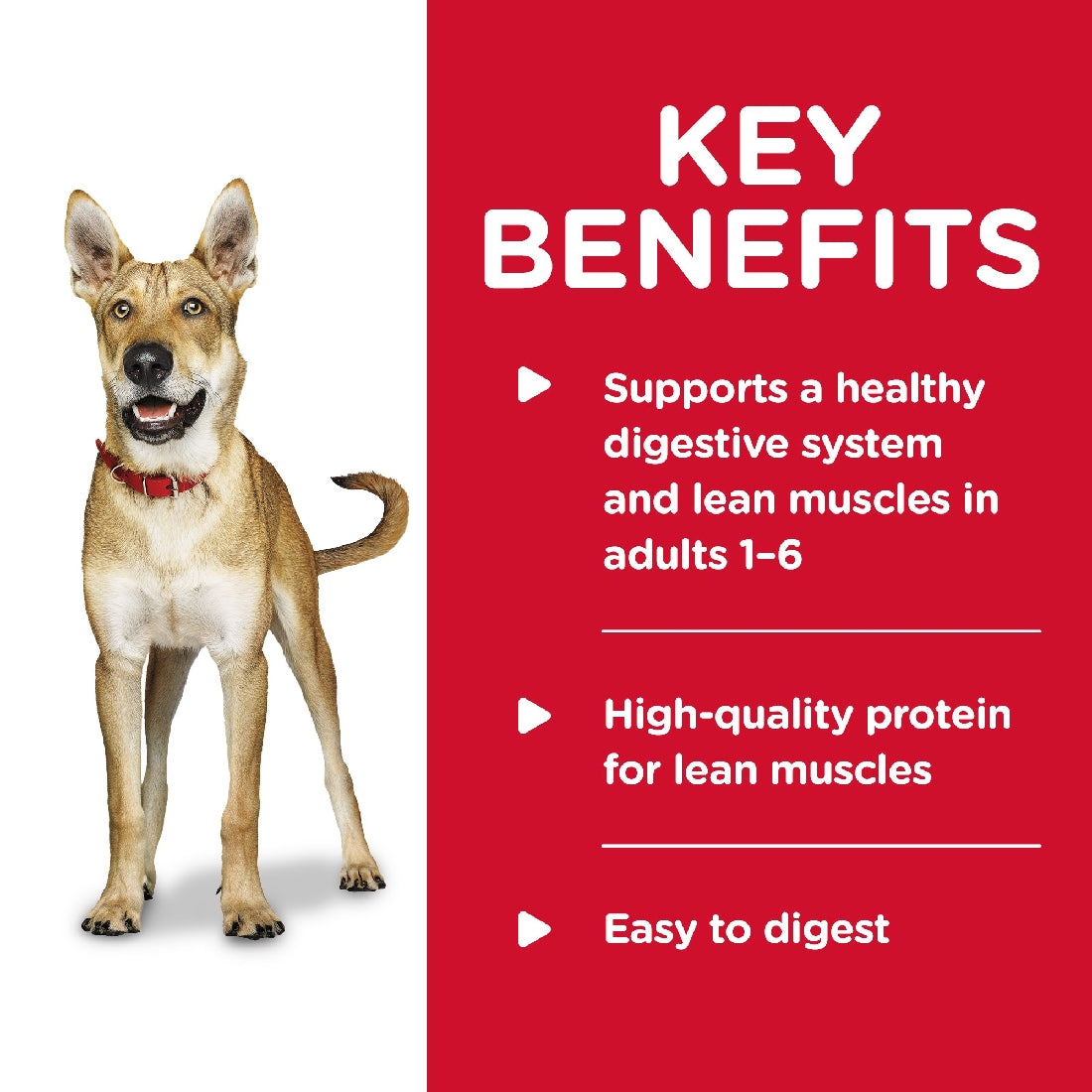 Pack of 12 Science Diet Dog Adult Savoury Stew Beef 363g Can