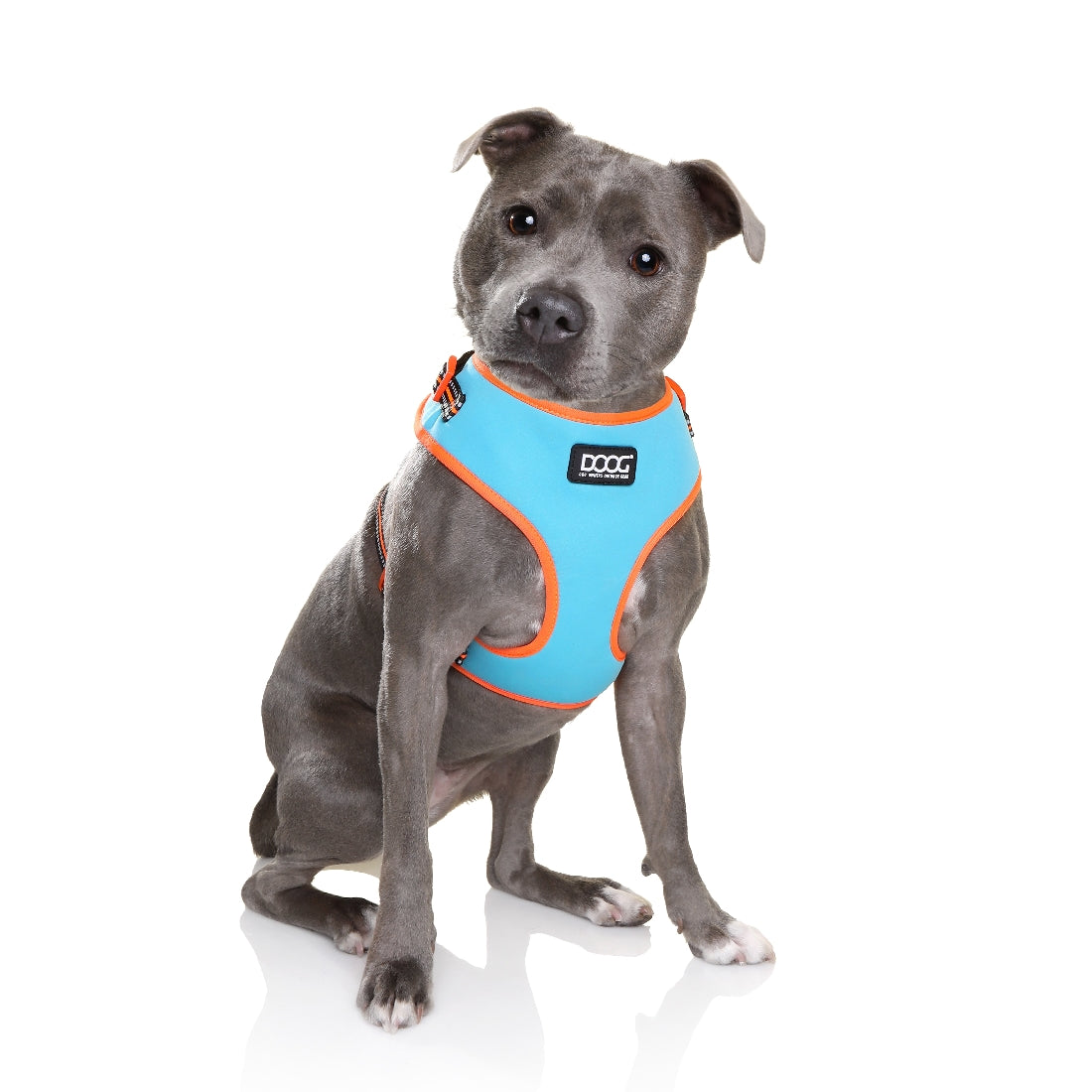 Doog Neoflex Dog Harness Beethoven (Neon)