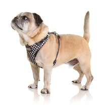 DOOG Neoflex Dog Harness Stella