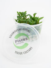 Pisces Tissue Culture Staurogyne repens