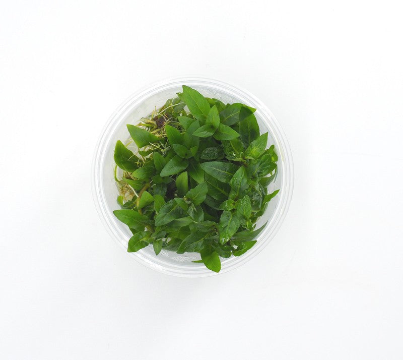 Pisces Tissue Culture Staurogyne repens