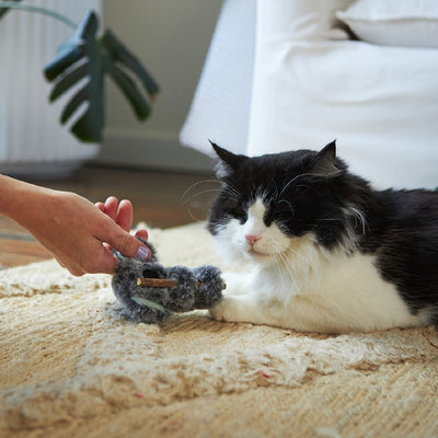Kazoo Cat Toy Koala Cuddles