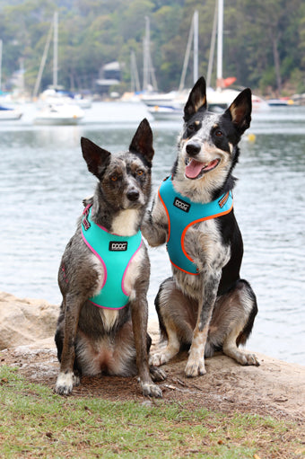 Doog Neoflex Dog Harness Rin Tin Tin (Neon)