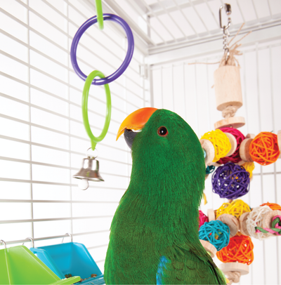 Step-by-Step Guide: How to Set Up a Cage for Your New Pet Bird