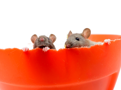 The Surprising Benefits of Owning a Pet Rat- We Know Pets