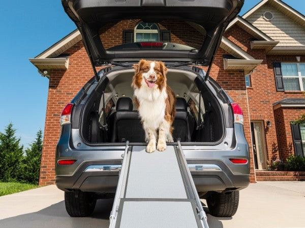 The Best Pet Mobility Products for Senior Dogs