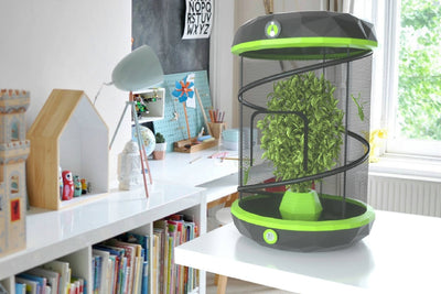 The Ultimate Guide to Setting Up an Insectimo Stick Insect POD