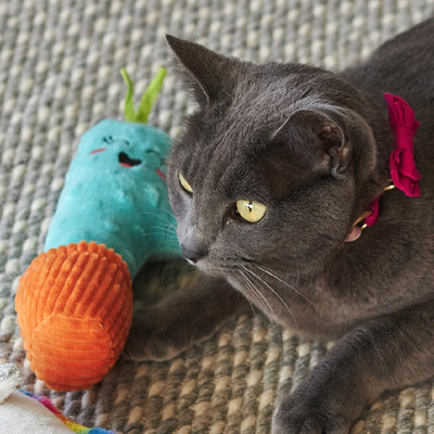 The Surprising Benefits of Catnip Revealed by Early Study