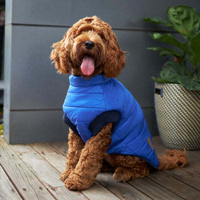 10 Best Winter Dog Coats for Cold Weather in Australia
