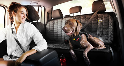Understanding the Road Rules for Restraining Dogs in Cars in NSW Australia