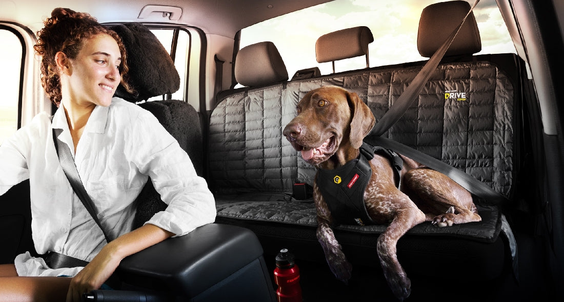 Understanding the Road Rules for Restraining Dogs in Cars in NSW Australia