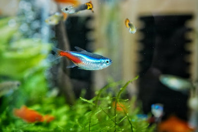 Algae-Free Fish Tank Tips and Tricks to Keep Your Aquarium Clean